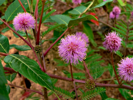 {Mimosa microphylla}
